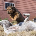 Basic Training for Puppies