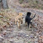 A Farm Dog Puppy Story