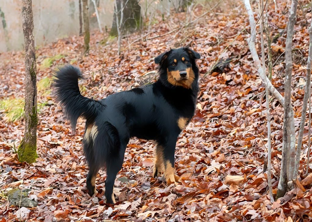 Black and Tan English Shepherd