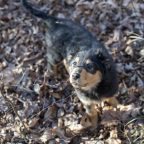Age To Spay Or Neuter, Ovary Sparing Spay, Vasectomy, Cancer Links