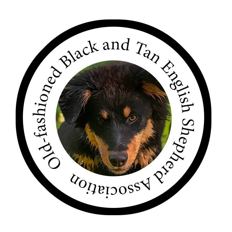 Black and Tan English Shepherd