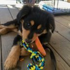 Sturgill Earns a Carrot
