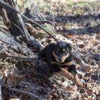 Foundational Strain Black and Tan Male Puppy Available