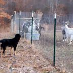 Stock Training with Young Liberty