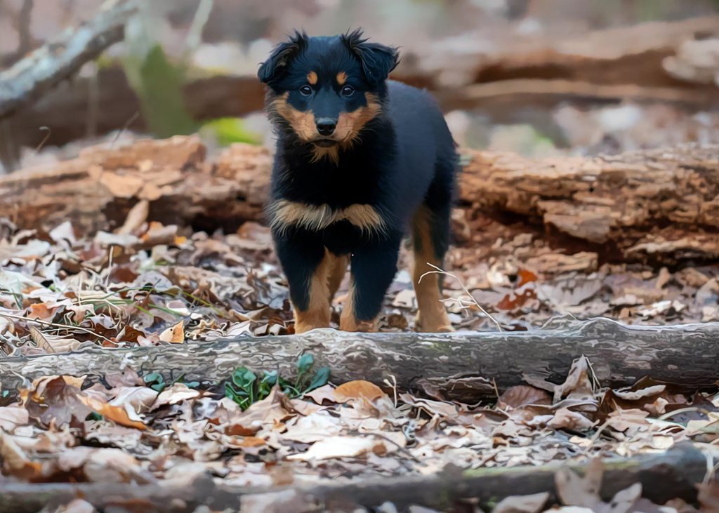 Black and Tan English Shepherd