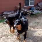 Join the Old-fashioned Black and Tan English Shepherd Association