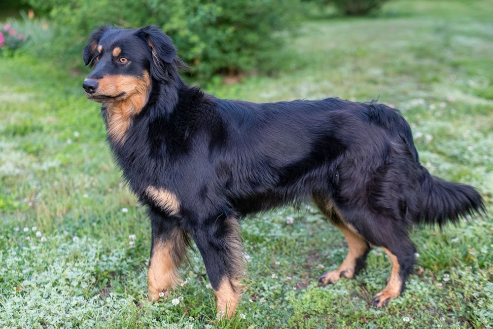 Black and Tan English Shepherd