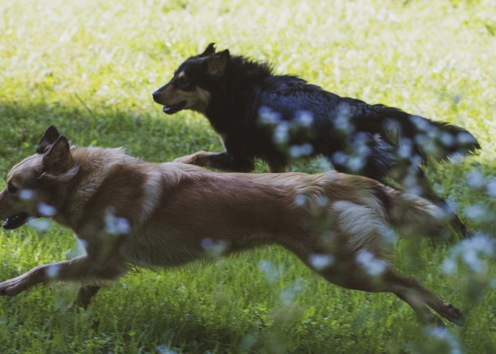 Black and Tan English Shepherd
