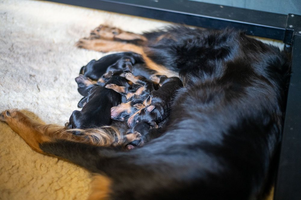 Black and Tan English Shepherd