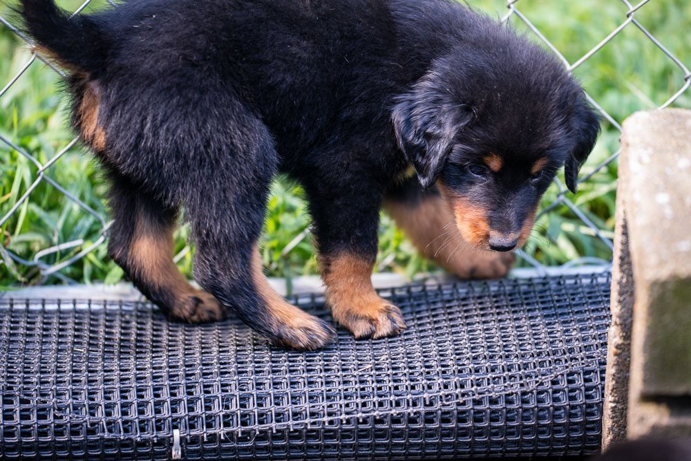 Black and Tan English Shepherd