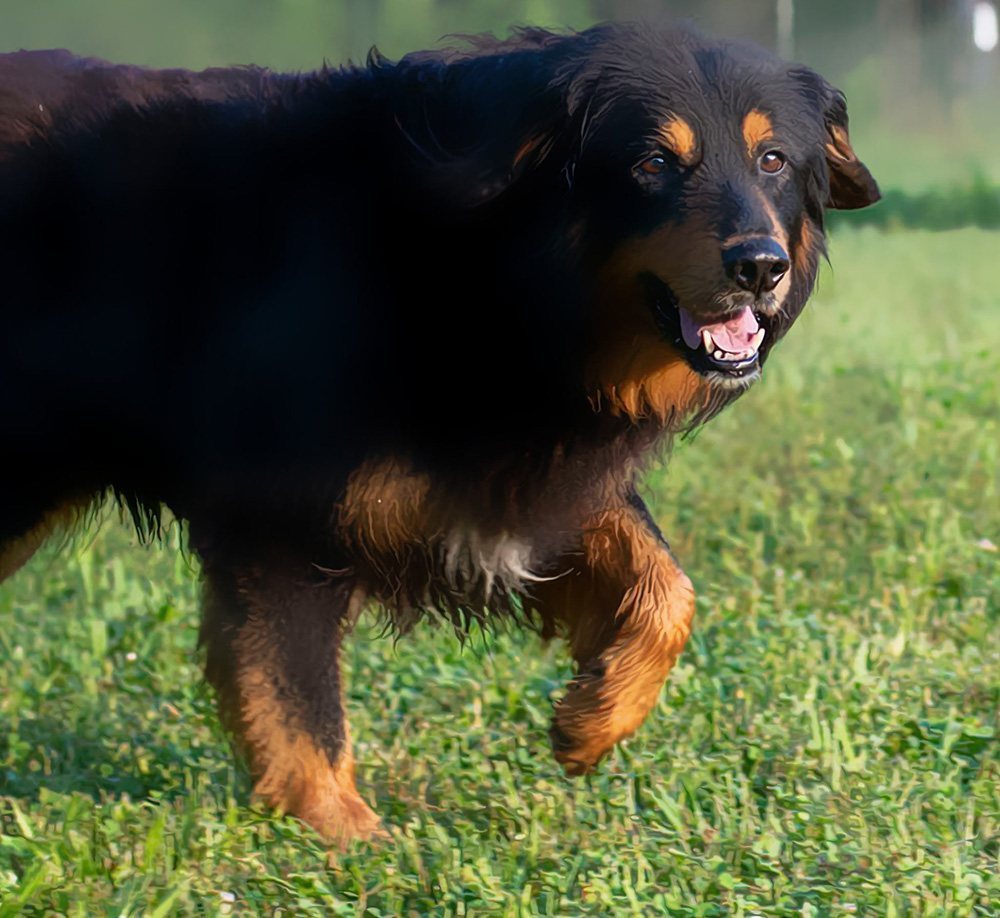 Black and Tan English Shepherd