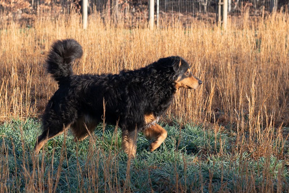 Black and Tan English Shepherd